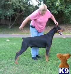 Dogs - Doberman Pinscher